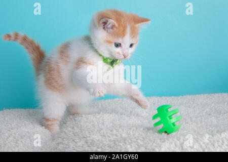 Funny Orange White Kitten Cat Wearing Bow Tie Striped Green Playing Portrait Pet Cute Costume Fluffy Collar Blue Background Ball Jump Play Action Stock Photo