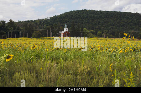 A church with a field of sunflowers in front of it in rural Pennsylvania, USA. Stock Photo