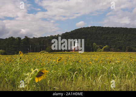 A church with a field of sunflowers in front of it in rural Pennsylvania, USA. Stock Photo