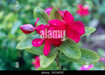 Water Or Rain Drops On Red Pakistani catharanthus roseus in the garden Stock Photo