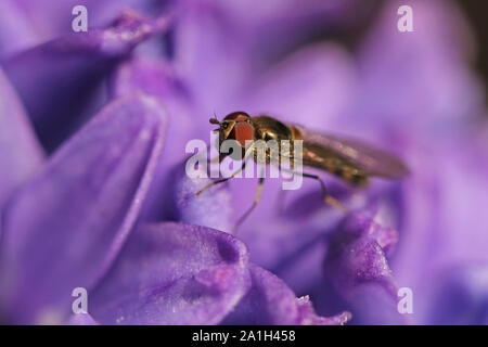 Tiny hover-fly or flower fly Latin melanostoma scalare not episyrphus balteatus feeding on a blue hyacinth flower Latin hyacinthus orientalis Stock Photo