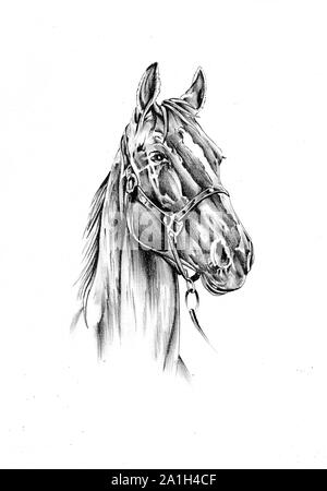 Horse Drawings and Art Prints: Equine Artwork and Pencil Sketches by Kelli  Swan