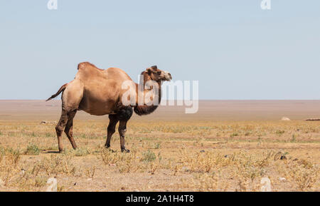 Bactrian camel (Camelus bactrianus) in Kazakhstan Stock Photo