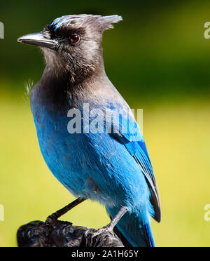 Beautiful Closeup Male Left Side Profile Stock Photo