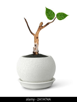 rebirth concept, pot with old branch and young leaves on white Stock Photo