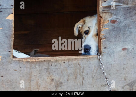 Dog on a chain in the booth. Sad dog eyes. The concept of loneli. Stock Photo