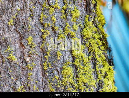 Closeup of Bright Neon Green Moss on Tree Trunk (Wolf Lichen) Early Growth Stock Photo