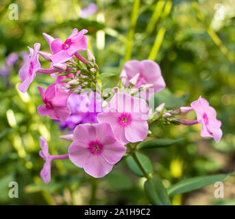 Pink beautiful flowers Phlox- flox in the garden. Stock Photo