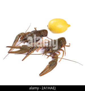 Crawfish. Isolated on a white background. Stock Photo