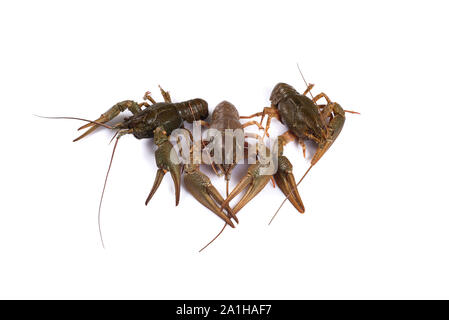 Crawfish. Isolated on a white background. Stock Photo