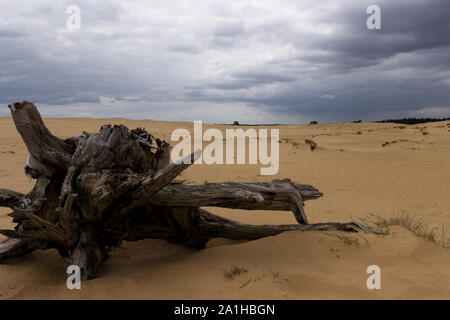 Storm with dark grey clouds rolling in over a vast sandy landscape with remains of past trees, looks like it's going to rain. Stock Photo