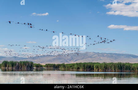 Group of pink flamingos flying over Lake Eber, Turkey Stock Photo