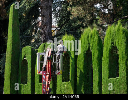 excellent intervention of cypress pruning in a public garden Stock Photo