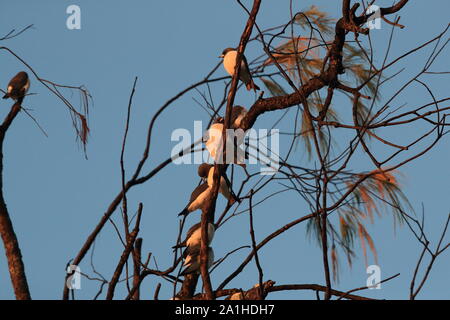 white-breasted woodswallow (Artamus leucorynchus)  Queensland ,Australia Stock Photo