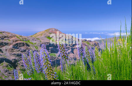 Close-up of meadow high up at Madeira mountains. Flowering Echium fastuosum and green grass at foreground. Mountains and clear sky at background. Sele Stock Photo