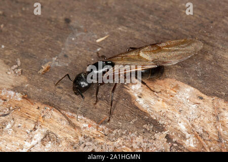 Braunschwarze Rossameise, Riesenameise, Ross-Ameise, Riesen-Ameise, Roßameise, Camponotus ligniperdus, Camponotus ligniperda, carpenter ant