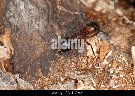 Braunschwarze Rossameise, Riesenameise, Holzzerstörende Rossameise, Ross-Ameise, Riesen-Ameise, Roßameise, Camponotus ligniperdus, Camponotus ligniper