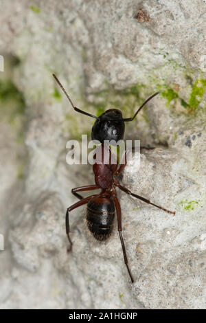 Braunschwarze Rossameise, Riesenameise, Holzzerstörende Rossameise, Ross-Ameise, Riesen-Ameise, Roßameise, Camponotus ligniperdus, Camponotus ligniper
