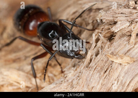 Braunschwarze Rossameise, frisst mit ihren kräftigen Mandibeln an morschem Holz, Portrait, Porträt, Riesenameise, Holzzerstörende Rossameise, Königin, Stock Photo