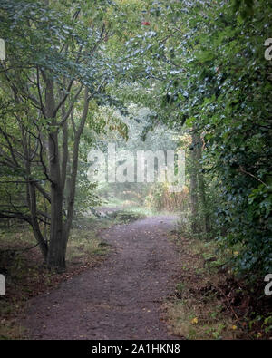 Fog descends on a woodlands path in the early morning Stock Photo