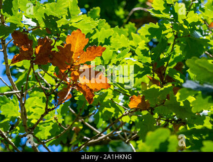changing colors of a acorn tree  nature background showing the colours of the trees going in to autumn fall Stock Photo