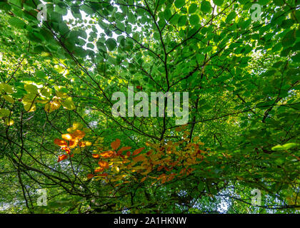 changing colors  nature background showing the colours of the trees going in to autumn fall Stock Photo