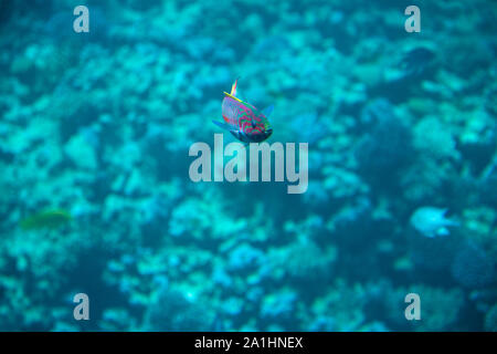 Thalassoma purpureum or surge wrasse above corals in blue water of Red sea Stock Photo