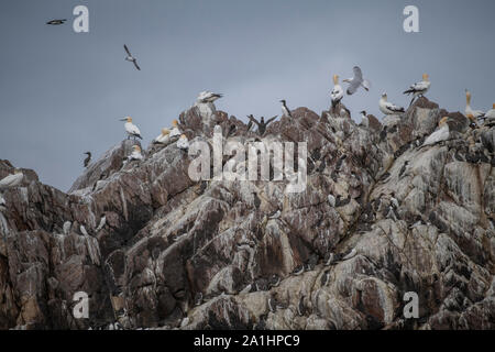 Gannets and auks, Saltee islands, Co Wexford, SE Ireland Stock Photo