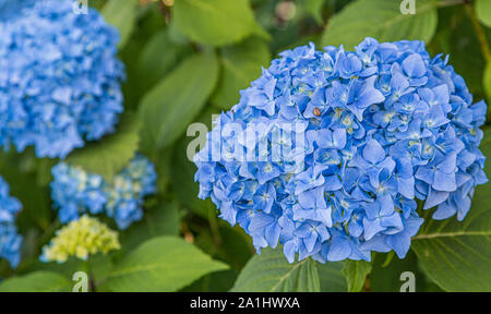 Beautiful blue hydrangea shrub blooming in the summer Stock Photo
