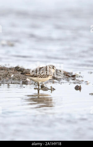 Broad-billed Sandpiper (Limicola falcinellus) Stock Photo