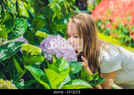 Young woman on the background of light Pink hydrangea flowers blooming in the garden Stock Photo
