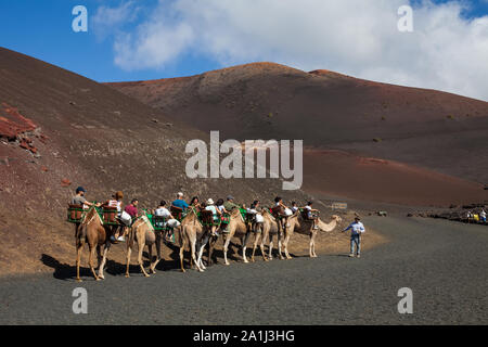 Camels with muzzle resting and waiting for tourists to arrive for camel rides in desert of Timanfaya Park, Lanzarote, Spain Stock Photo