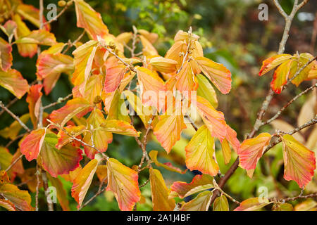 Colorful autumn leaves on a Witch Hazel,in a garden. Stock Photo