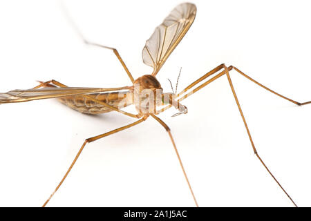 Cylindrotominae or long-bodied craneflies isolated on white background. High resolution photo. Stock Photo