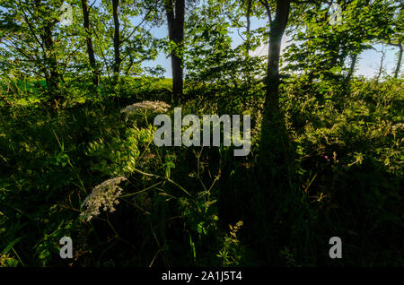 Woodland scenes in Dumfries and Galloway Scotland UK Stock Photo