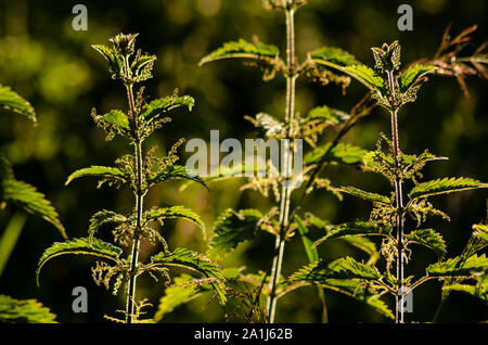 Close up of nettles back-lit with sunlight Stock Photo