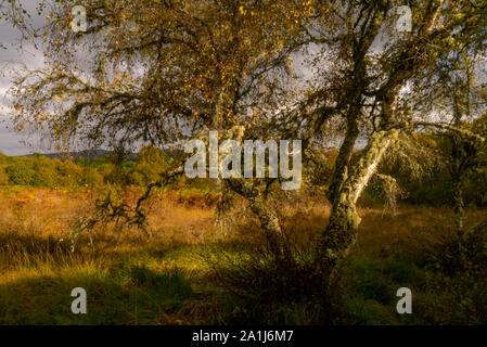 Forest scenic in Sutherland Scotland UK Stock Photo