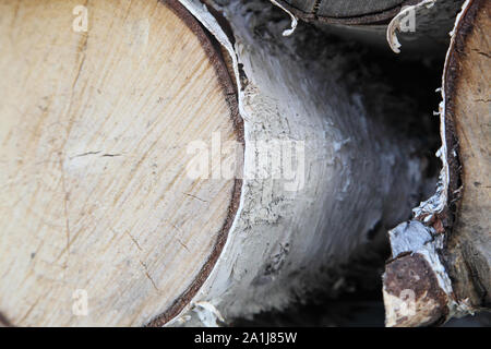 In the photo the birch is cut. The background of the wood Stock Photo