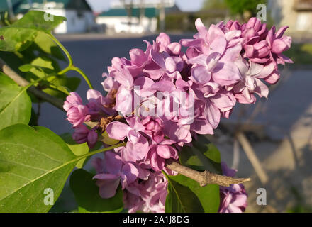 In the photo of a flower of lilac on a tree. Spring landscape Stock Photo
