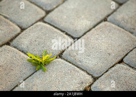 Weed plants growing between concrete pavement bricks. Stock Photo