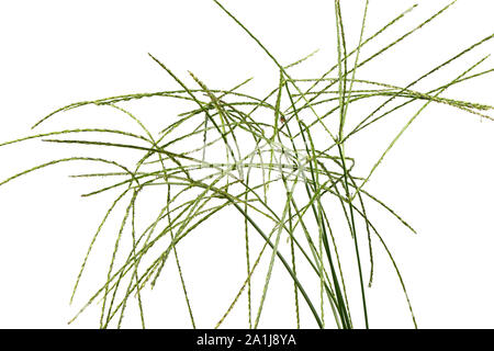 Digitaria sanguinalis isolated on white. There are many others names for D. eriantha, such as common finger grass, hairy crabgrass, crab finger grass, Stock Photo