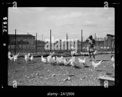 Nahalal. Girls' Agricultural Training School. Poultry yards Stock Photo