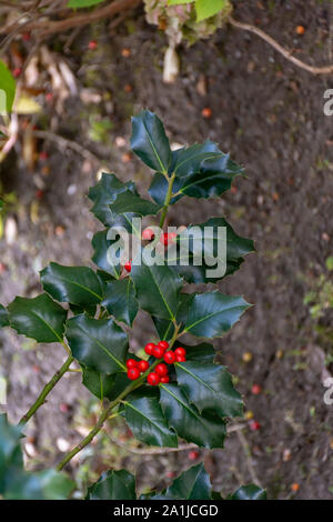 Christmas background, Ilex aquifolium Stock Photo