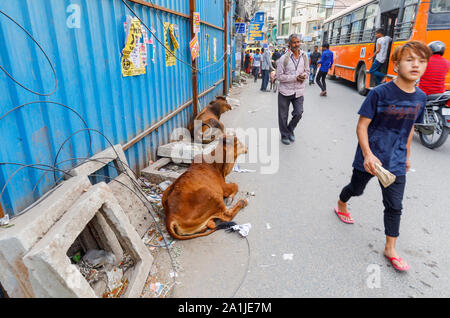 Street scene with typical sacred cows lying on the roadside in Mahipalpur district, a suburb near Delhi Airport in New Delhi, capital city of India Stock Photo