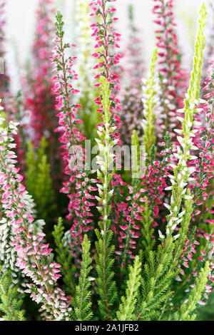 Bouquet of Heather Calluna Vulgaris, Erica, Ling Decorated Satin