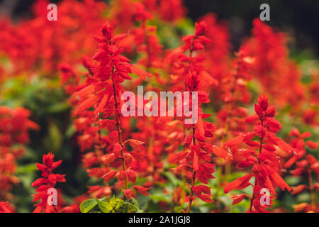 red salvia splendens flowers blooming in the garden. Stock Photo