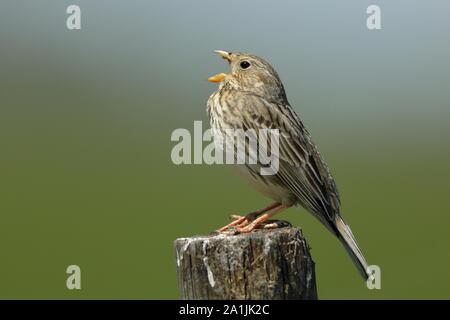 Corn bunting (Miliaria calandra), adult bird singing, on fence post, Burgenland, Austria Stock Photo