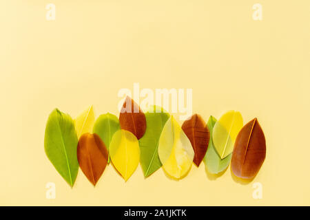 Multi-colored painted feathers are laid out in a row on the yellow background. Stock Photo