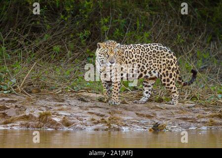 Jaguar (Panthera onca), adult, standing on the edge of a river, Pantanal, Mato Grosso, Brazil Stock Photo