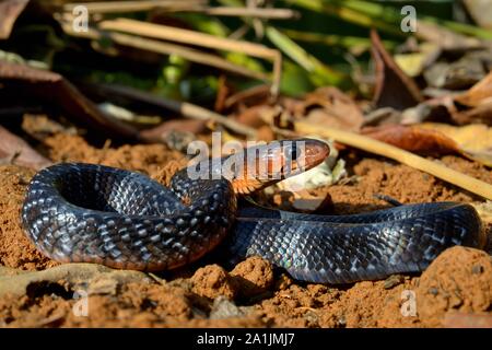 Eastern indigo snake (Drymarchon couperi), captive, USA Stock Photo